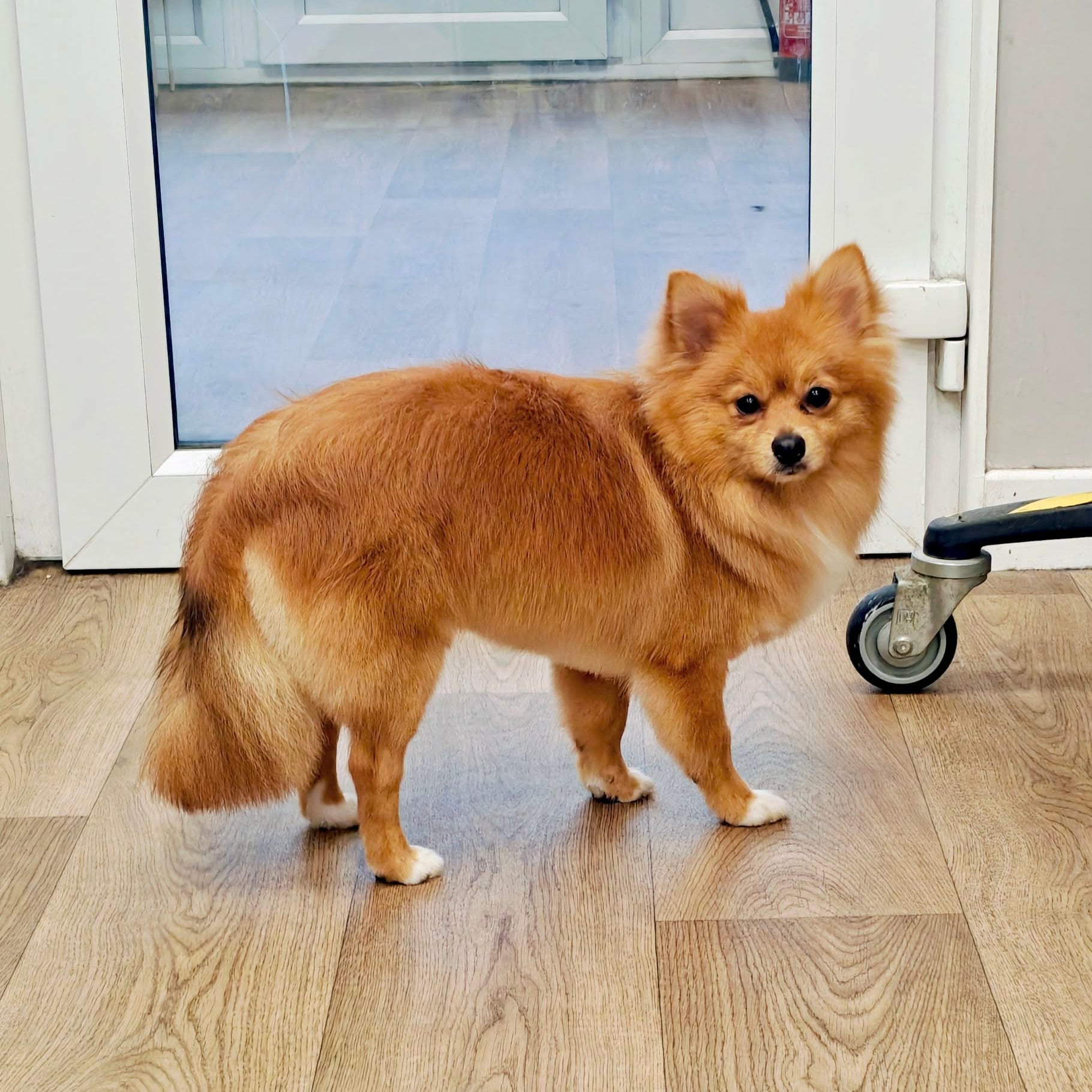A fluffy golden-brown Pomeranian dog standing on a light wood floor in front of a glass door, with a rolling cart wheel visible on the right side.