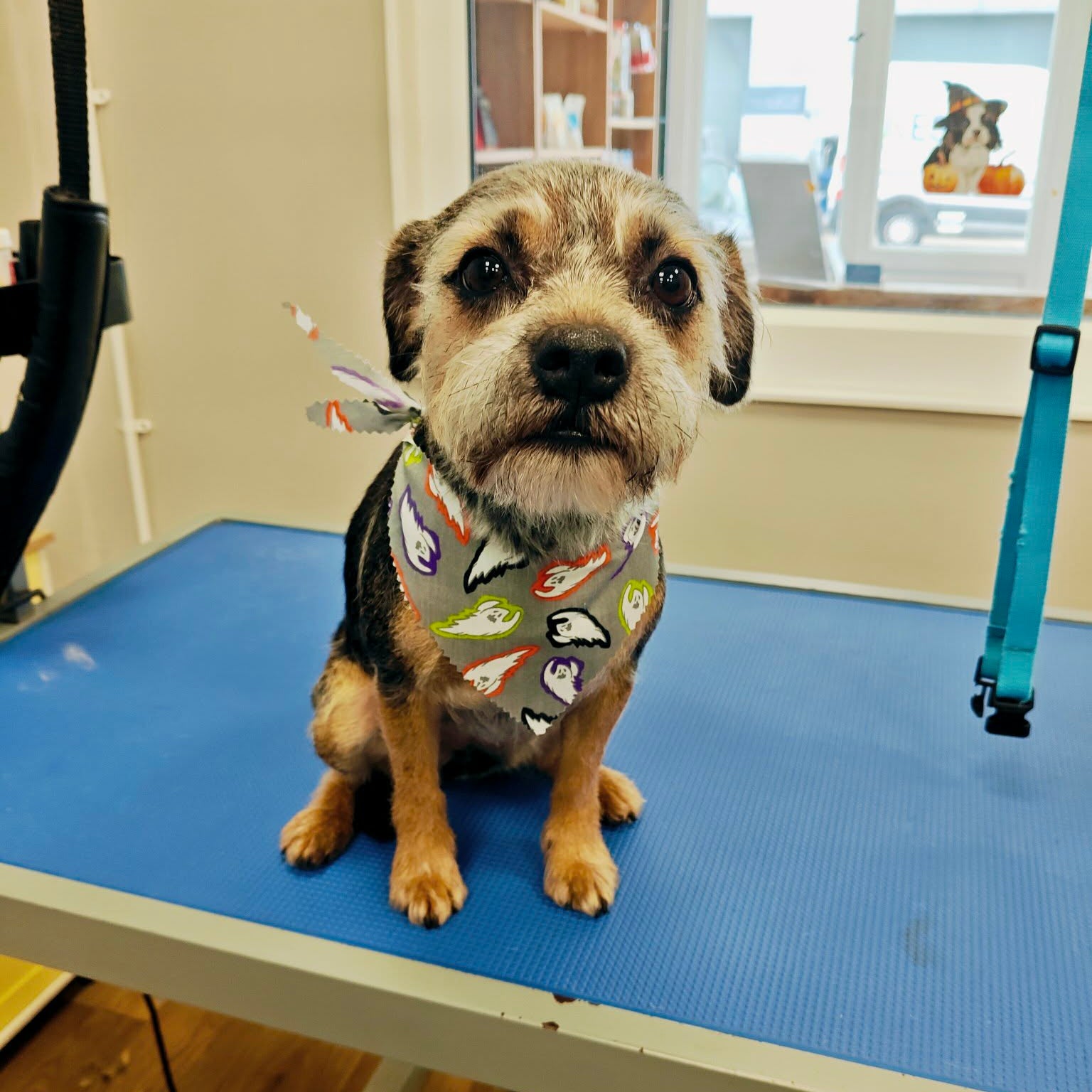 A small terrier-type dog sits on a blue grooming table wearing a colorful patterned bandana. The setting appears to be a grooming salon or indoor room with a window, shelves, and salon equipment visible in the background.