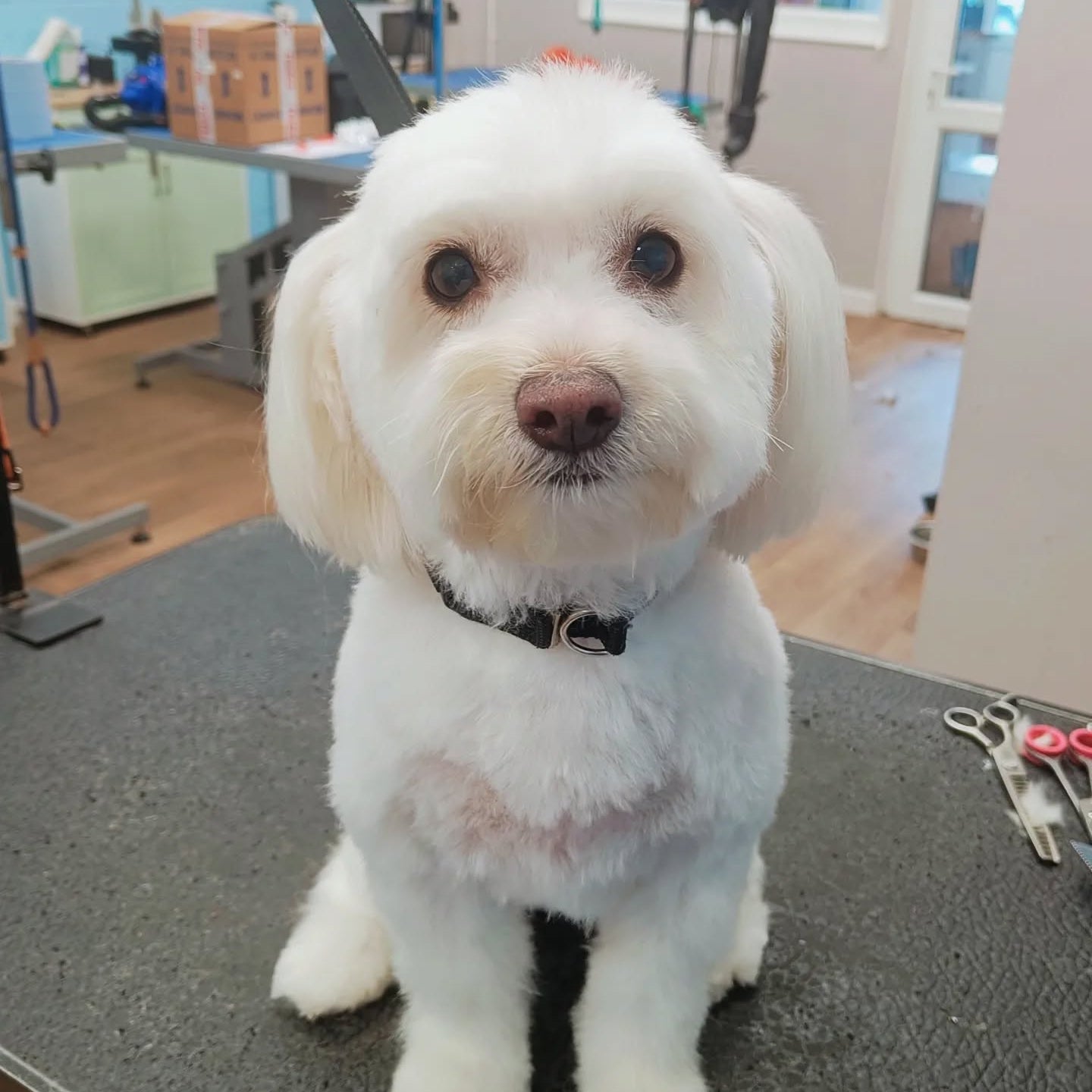 white dog having finished being groomed