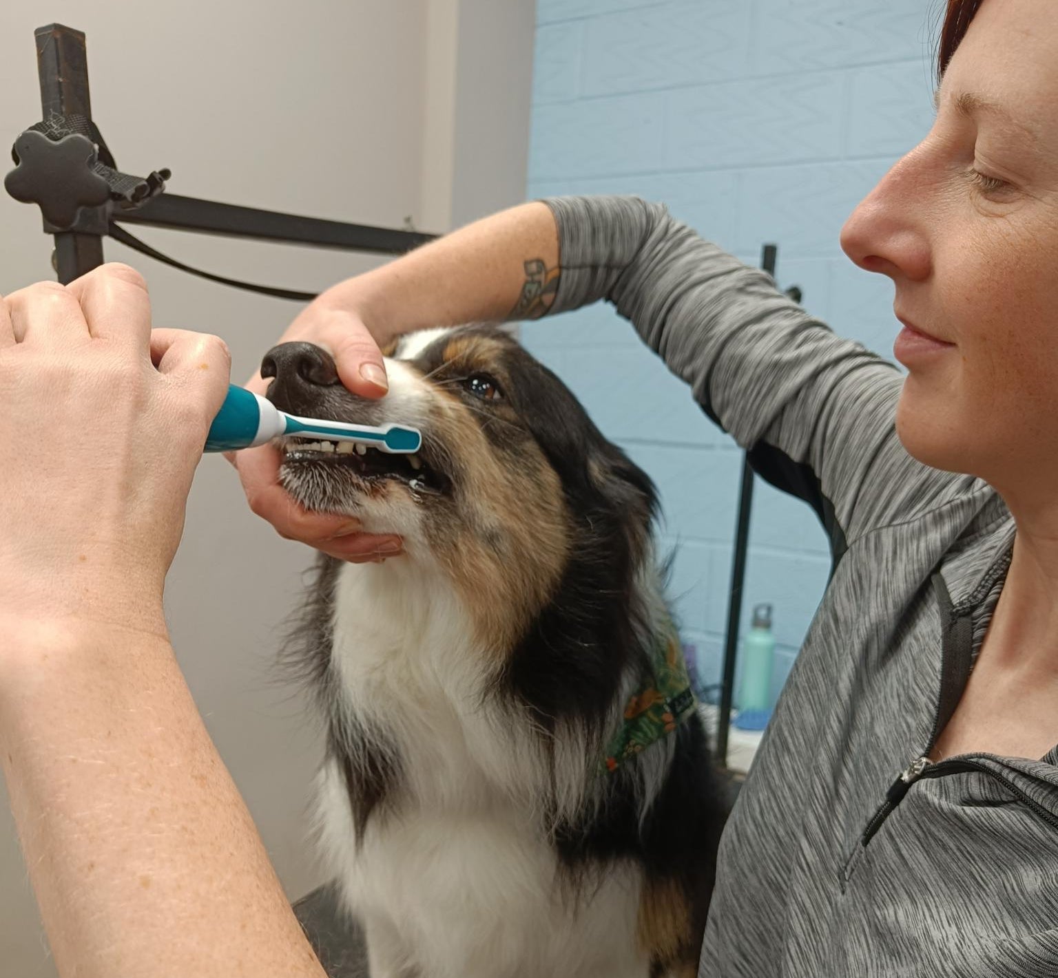 A woman brushing a dog's teeth with a blue and white electric toothbrush while the dog sits on a grooming table in a clinic or home setting.