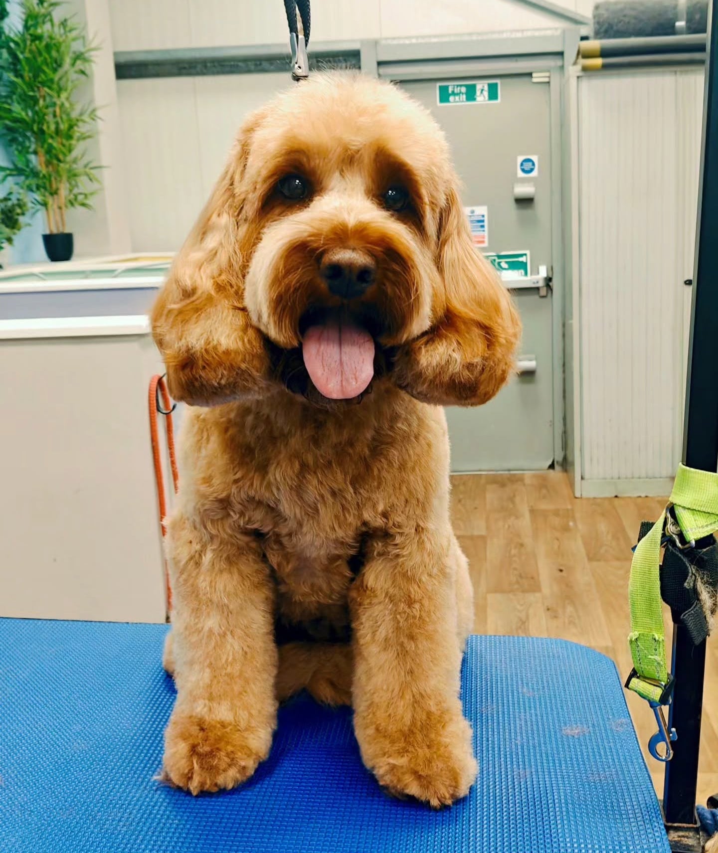 A golden doodle dog sitting on a blue grooming table in an indoor grooming salon, with its mouth open and tongue out.