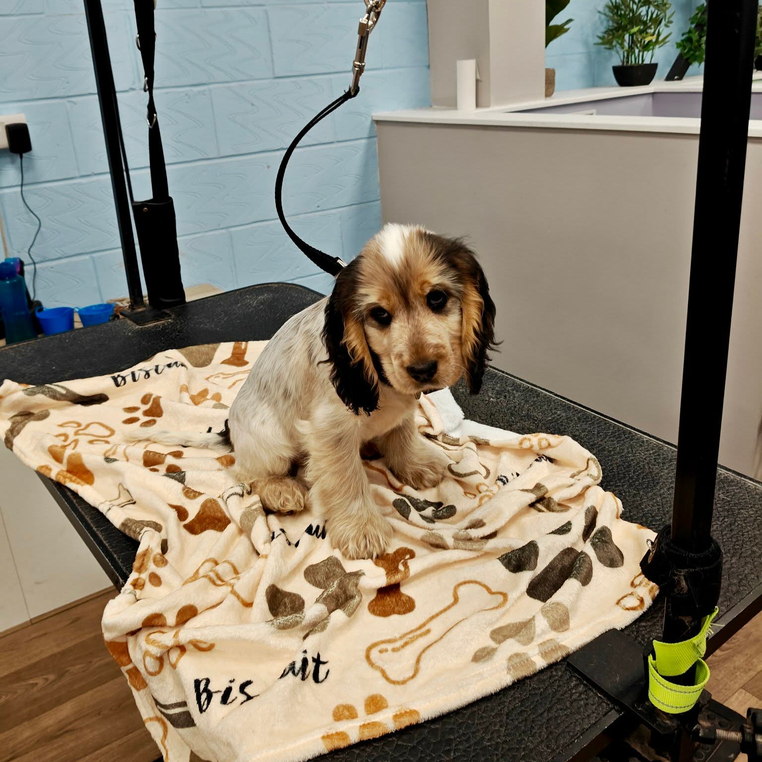 A small Cocker Spaniel puppy sits on a black grooming table draped with a cream-colored blanket featuring brown paw prints and the words 'Bis et'. The background shows a blue brick wall, grooming equipment, and a sink area.