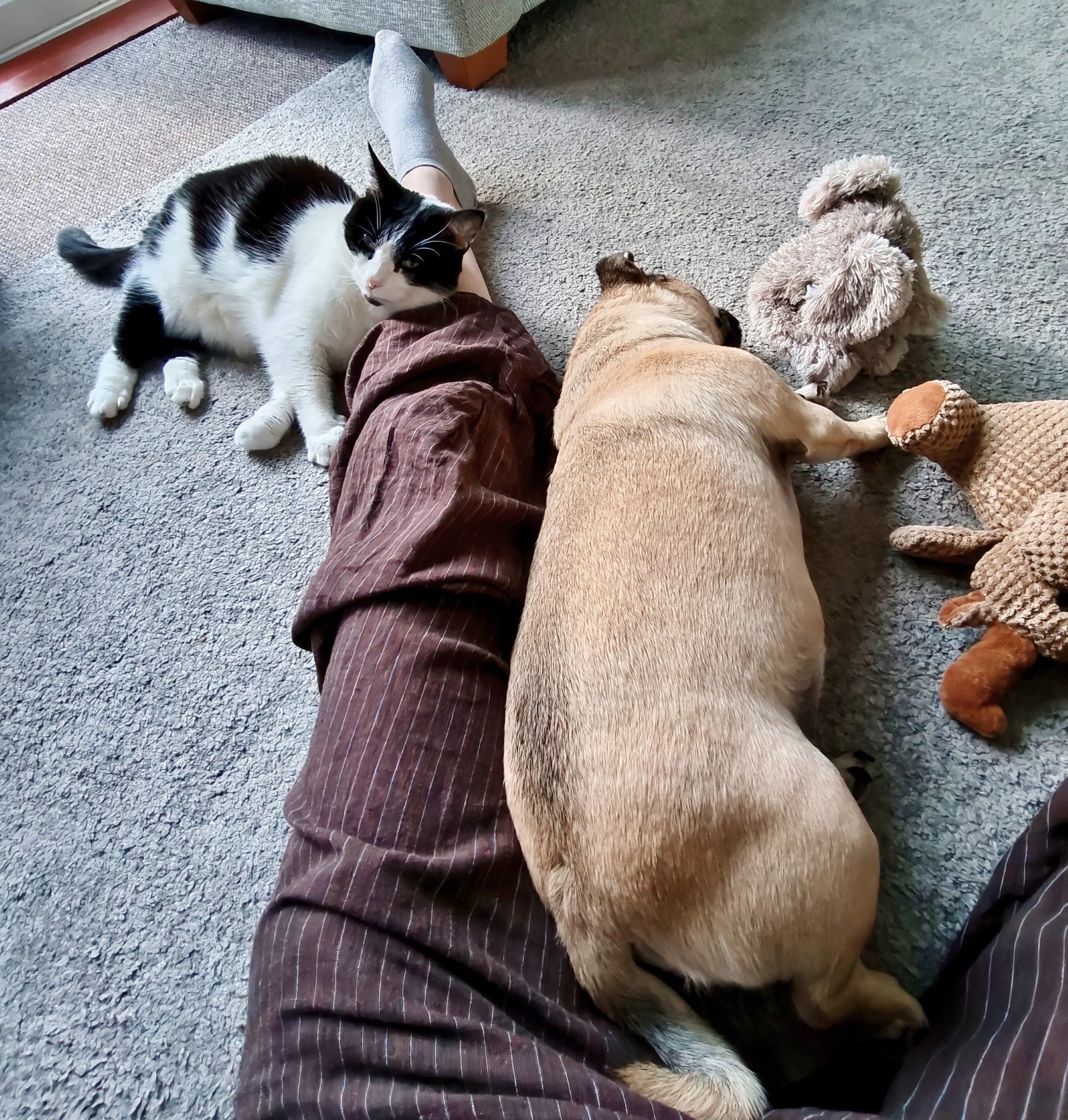 Cat and dog lying on a carpeted floor with toys nearby