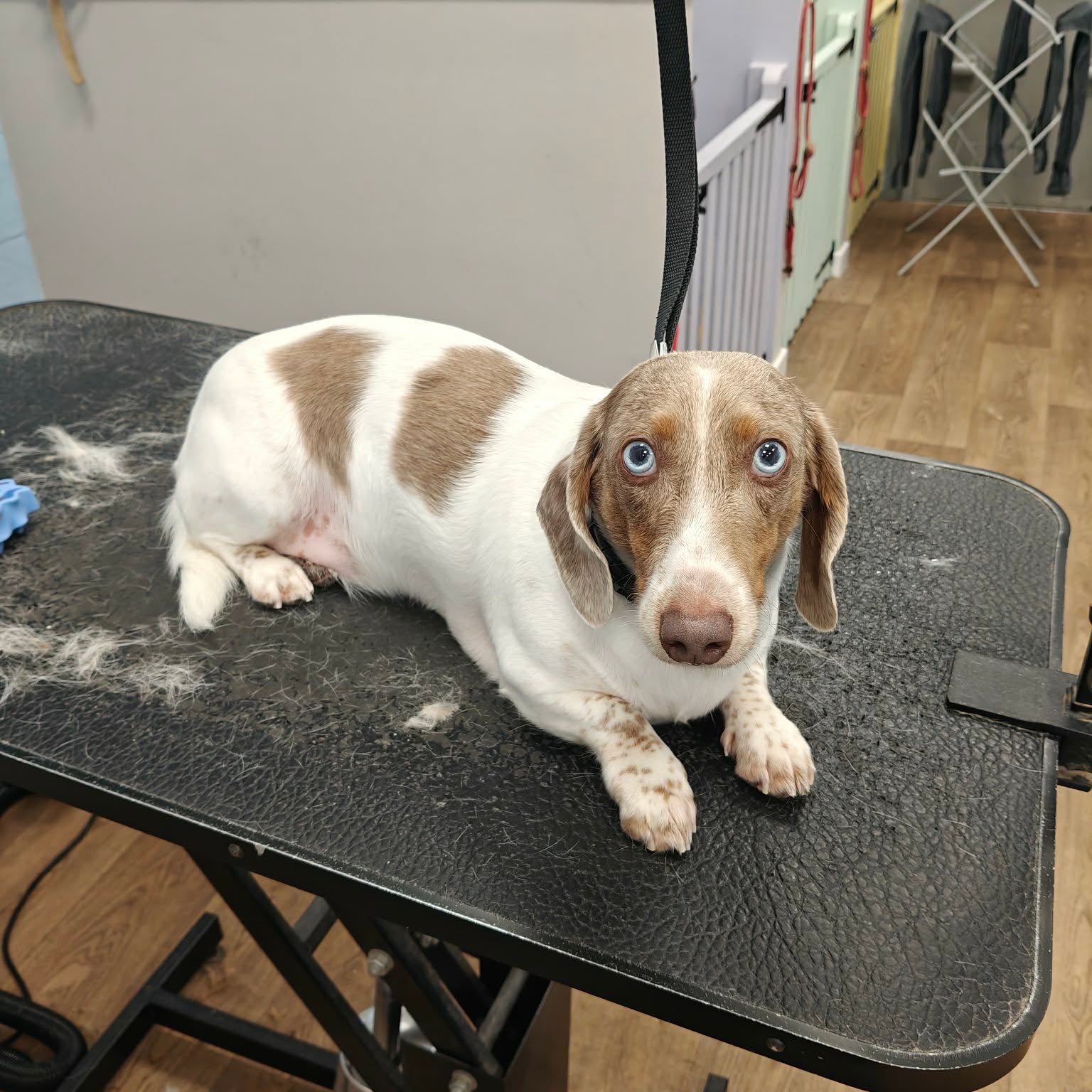 A dachshund lying on a black grooming table in a pet salon, with a grooming stand and wood floor visible in the background.