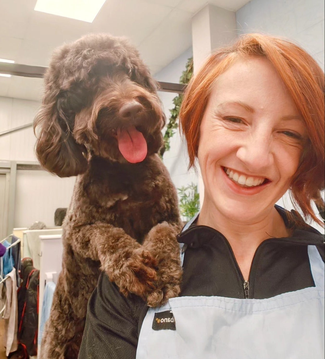 groomer with cockapoo