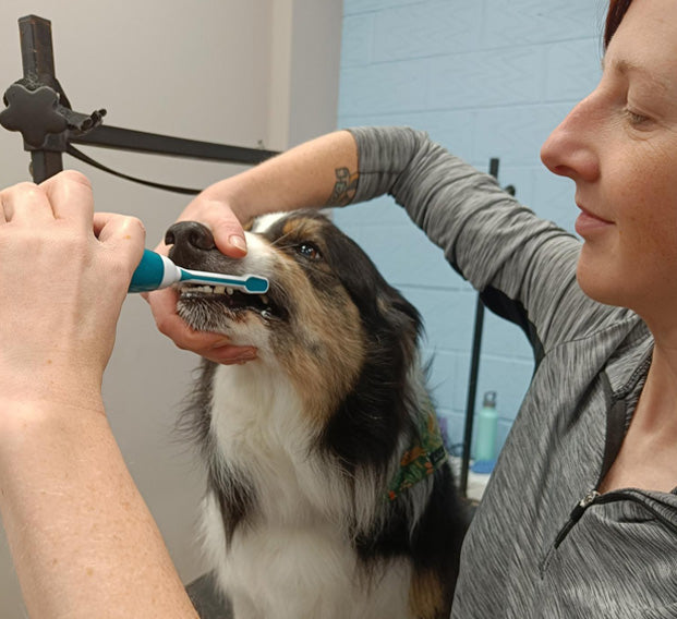 dog teeth cleaning
